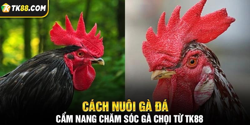 Hướng dẫn Cách Nuôi Gà Đá Chuẩn Từ A Đến Z Tại TK88 