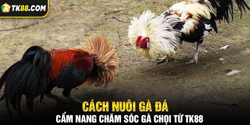 Cẩm nang cách nuôi gà đá dựa trên đặc điểm 