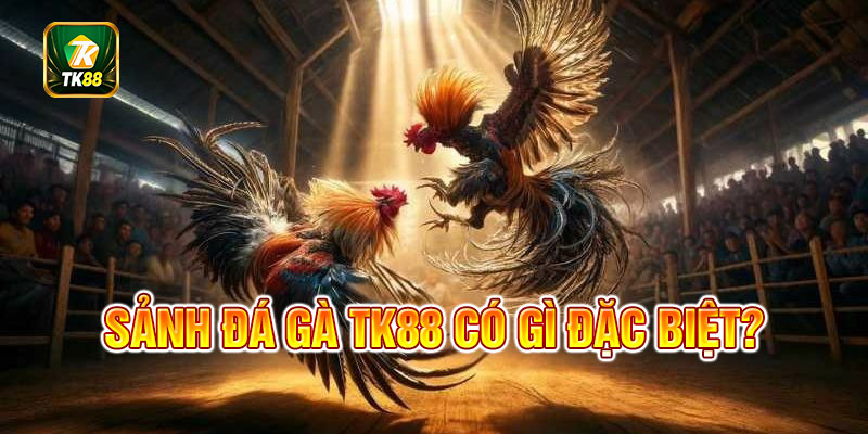 Có điều gì nổi bật tại sảnh đá gà trực tuyến này