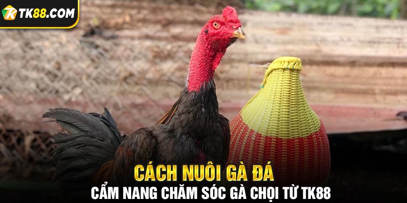 Khi thực hiện cách nuôi gà đá, cần chú ý đến nhiều yếu tố 