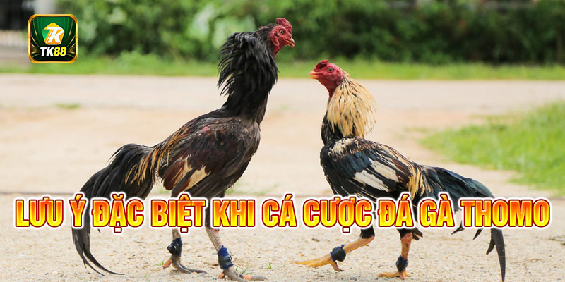 Những điểm cần lưu ý khi cá cược Thomo